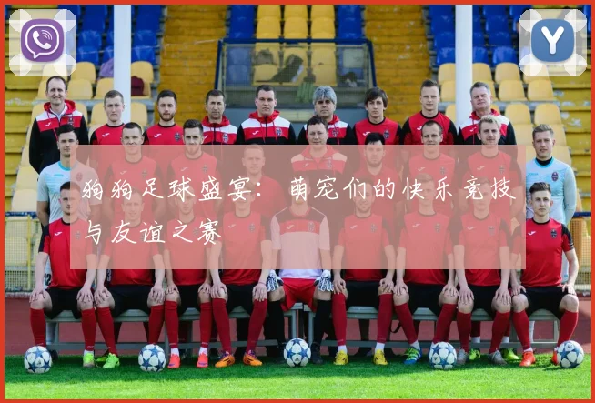 狗狗足球盛宴：萌宠们的快乐竞技与友谊之赛